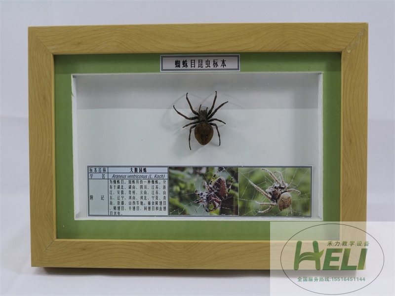 昆蟲(chóng)分類標(biāo)本大腹園蛛