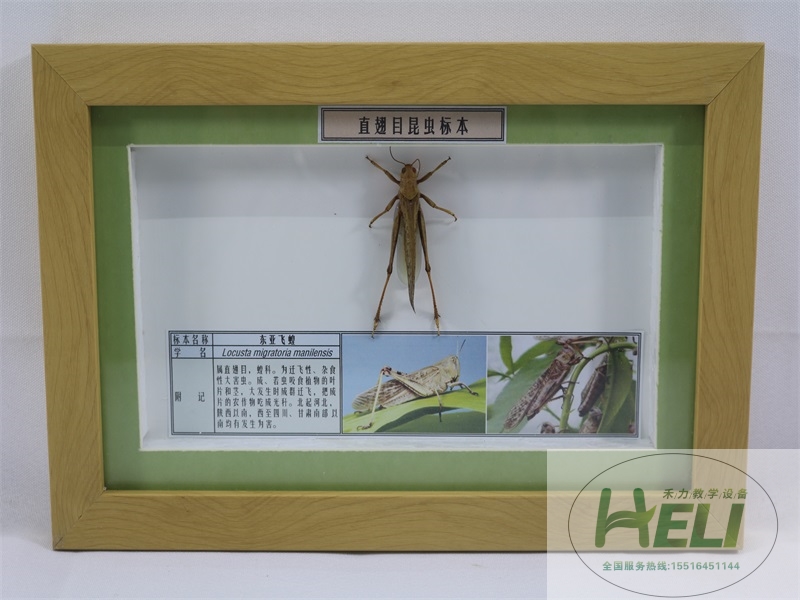 昆蟲(chóng)分類標(biāo)本東亞飛蝗