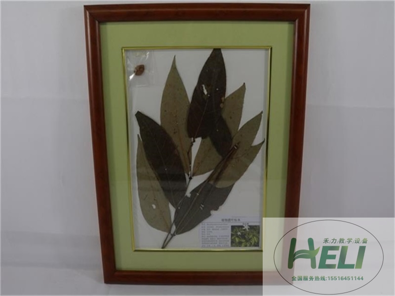 植物臘葉標(biāo)本-伯樂(lè)樹(shù)